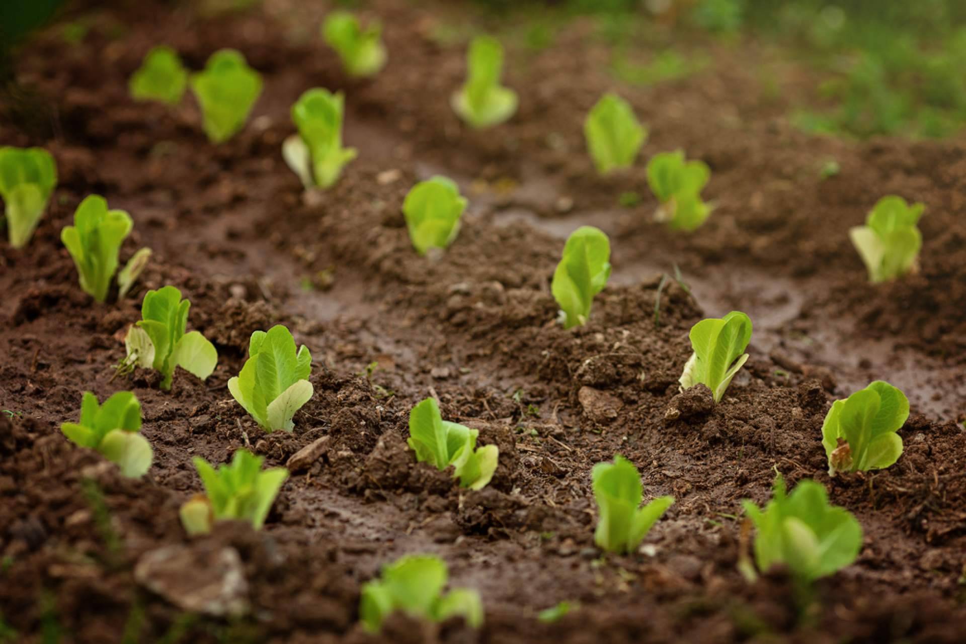 Consejos para cultivar vegetales utilizando bolsas de fibra de coco con Pelemix