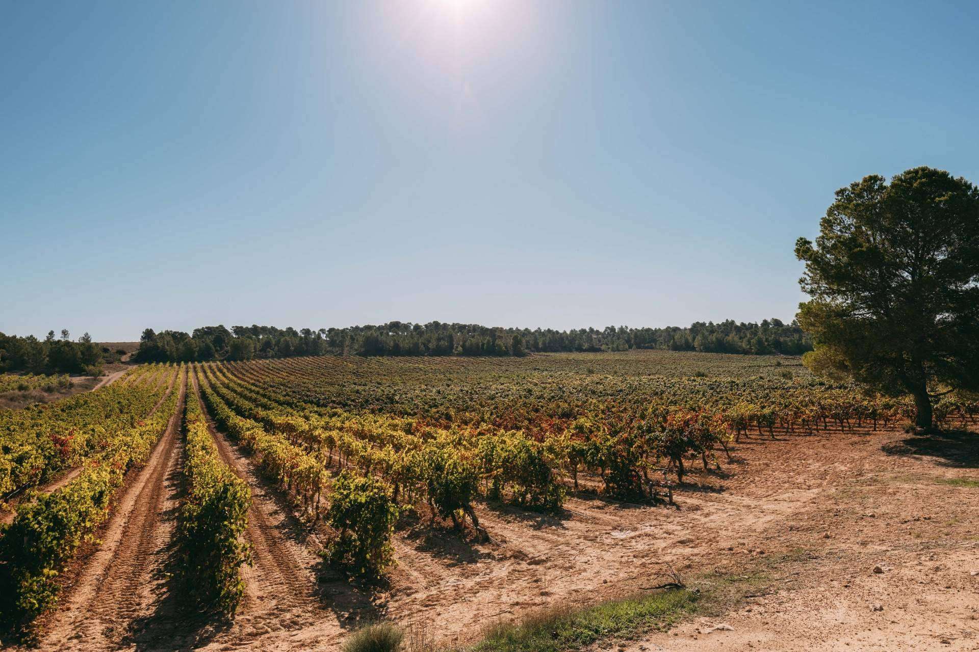 Bodegas Vegalfaro aporta una personalidad única a sus vinos con el cultivo ecológico