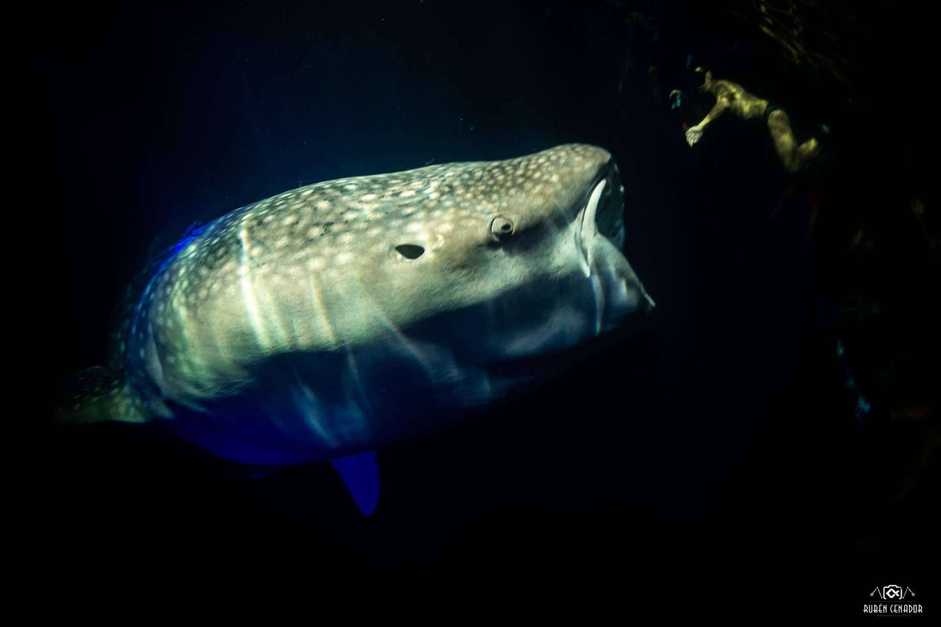 Vivir experiencias de buceo con tiburones con SevenBlue
