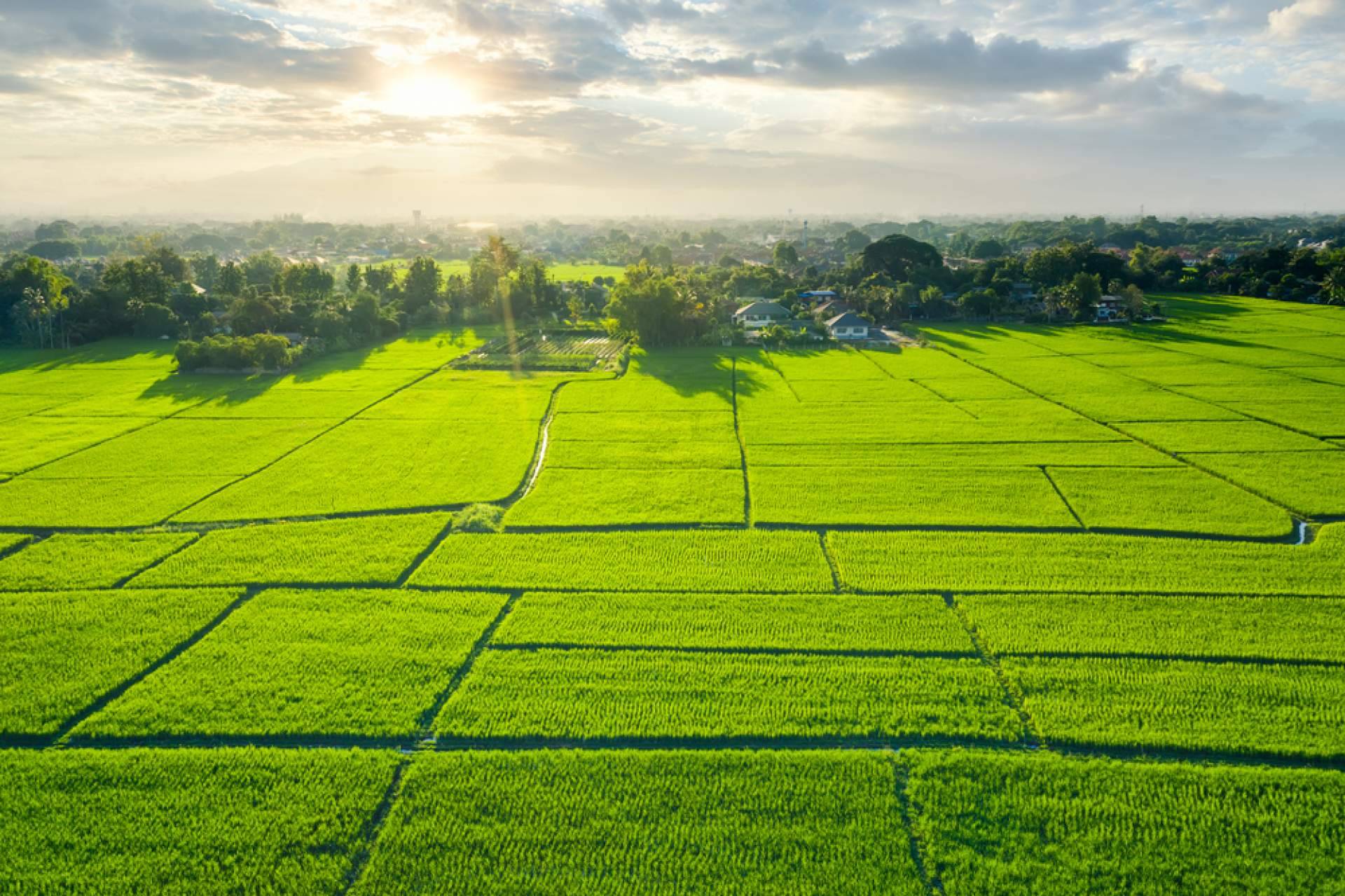 Medir la conductividad eléctrica del sustrato de coco es muy importante para el crecimiento óptimo de las plantas