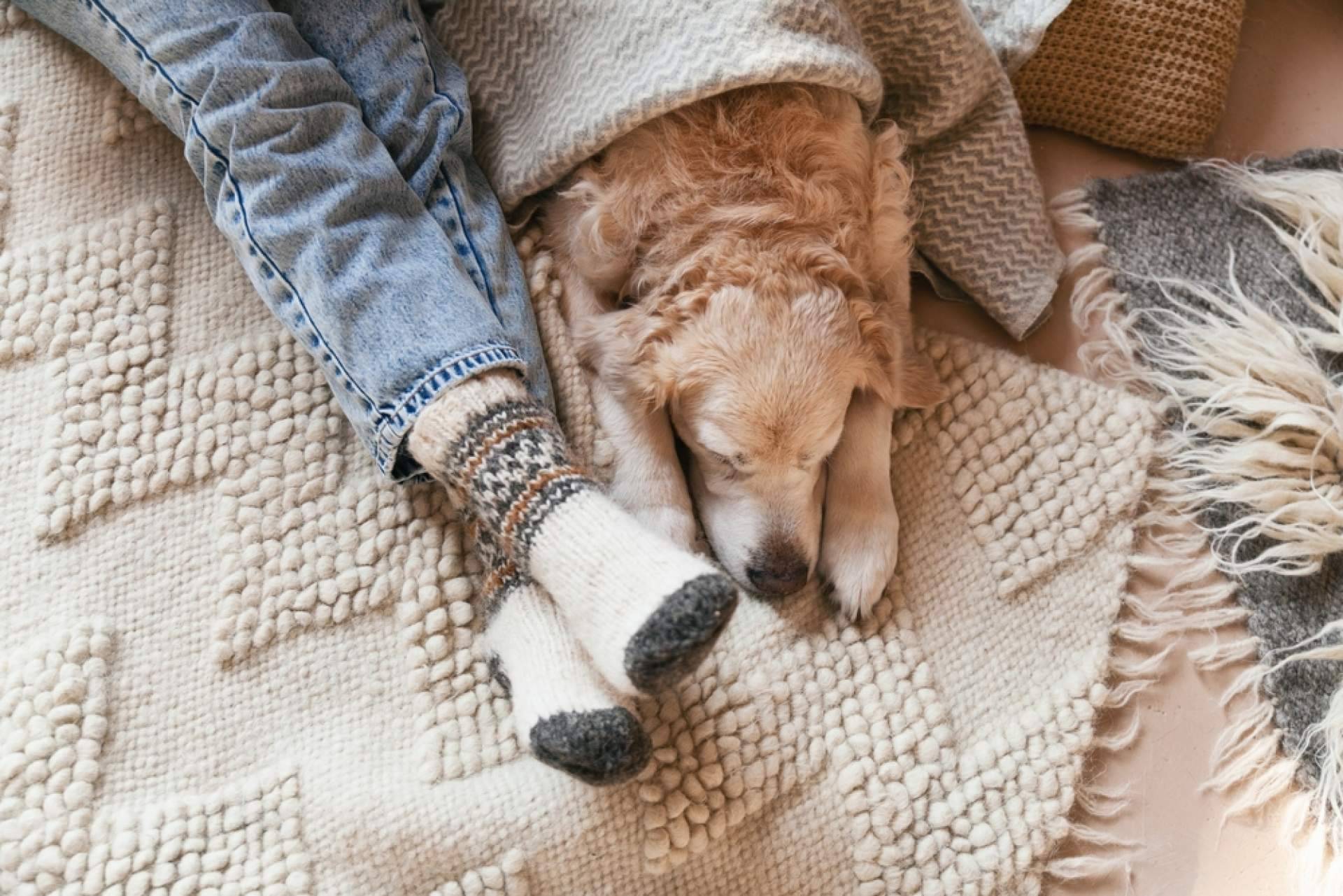 Las claves para garantizar una Navidad feliz a los peludos, por El Perro Feliz