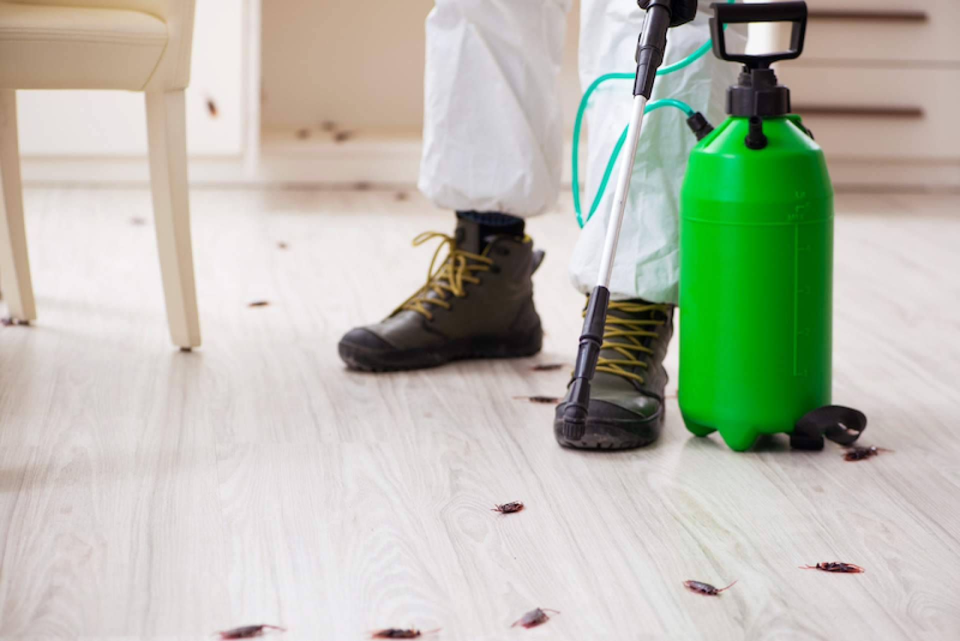 Quipons cuenta con expertos en desinfección y control de plagas en madera