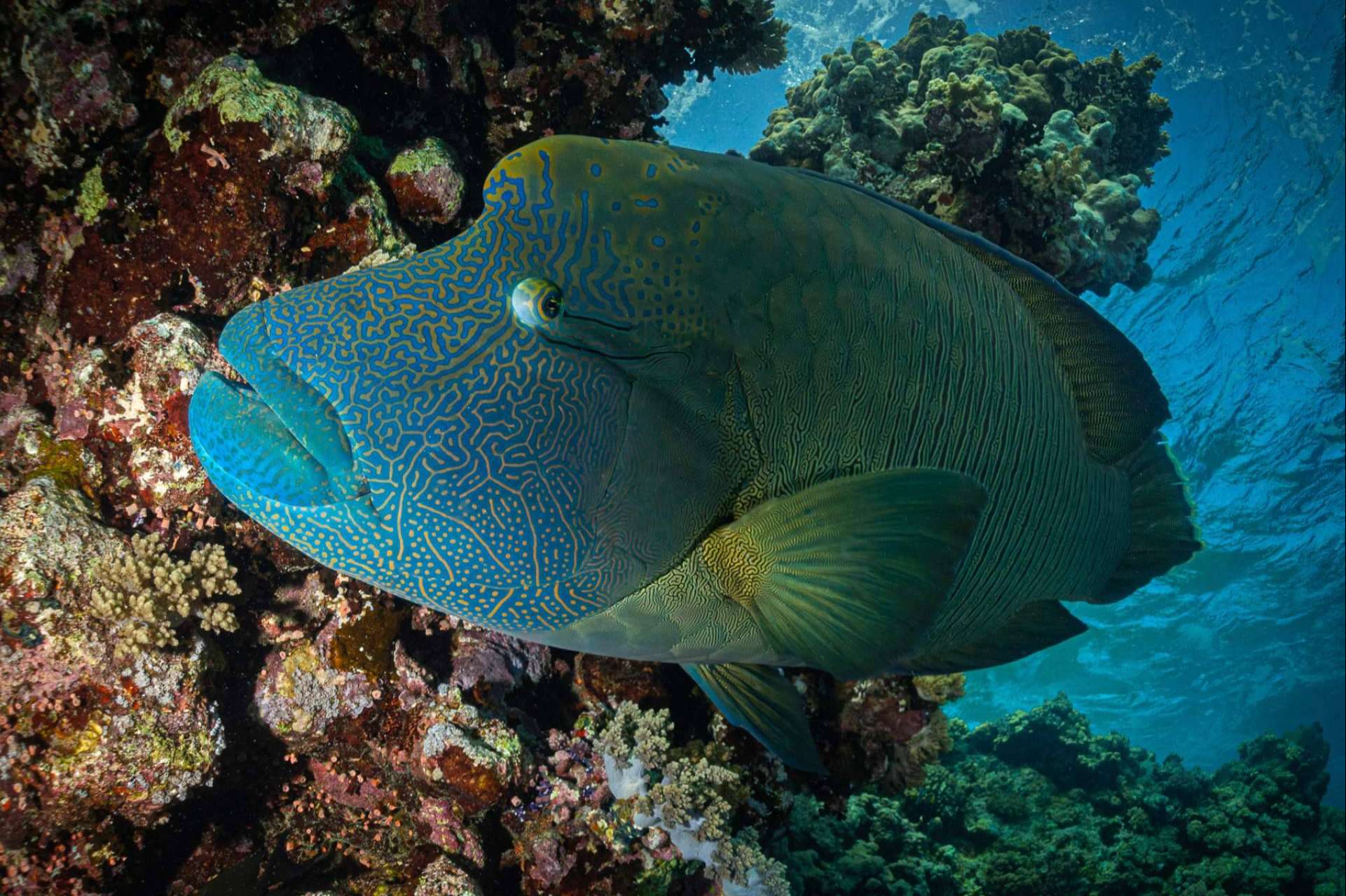 Conocer todos los secretos del fondo marino con los expertos de Seven Blue
