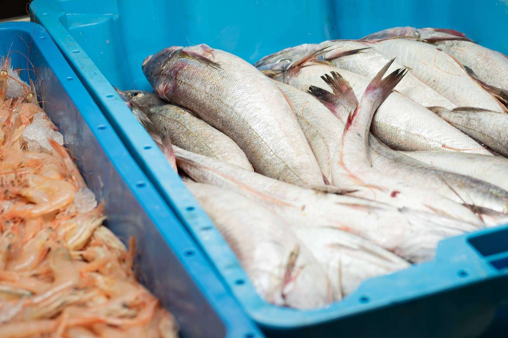 Venta de pescado y marisco fresco en España, de la mano de Lonja de Ayamonte