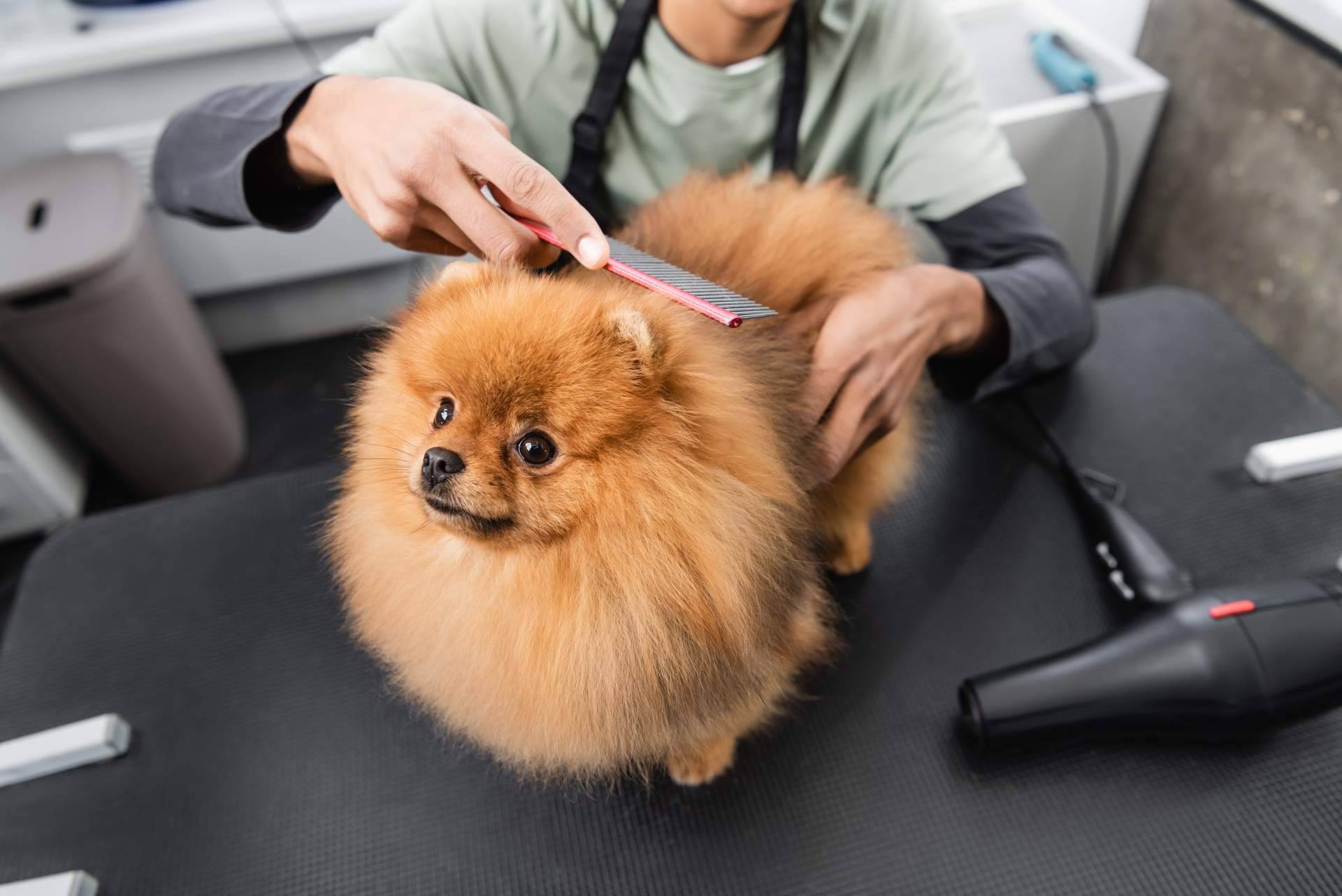 Los servicios de peluquería canina y felina que Narval Mascotas ofrece en Leganés