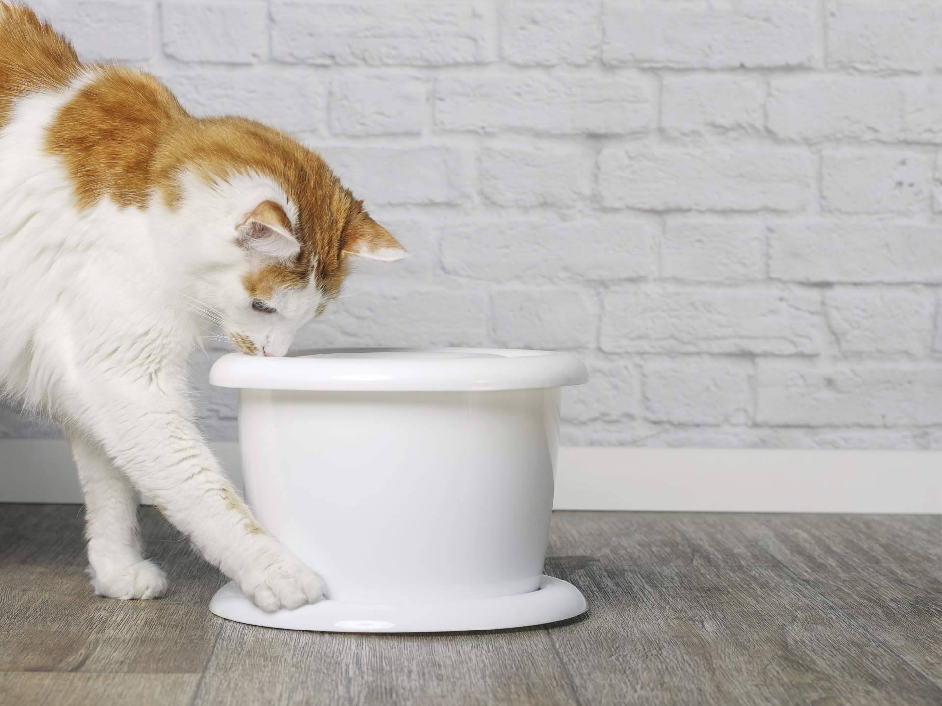 Todo tipo de alimentación para gatos en Can Xana
