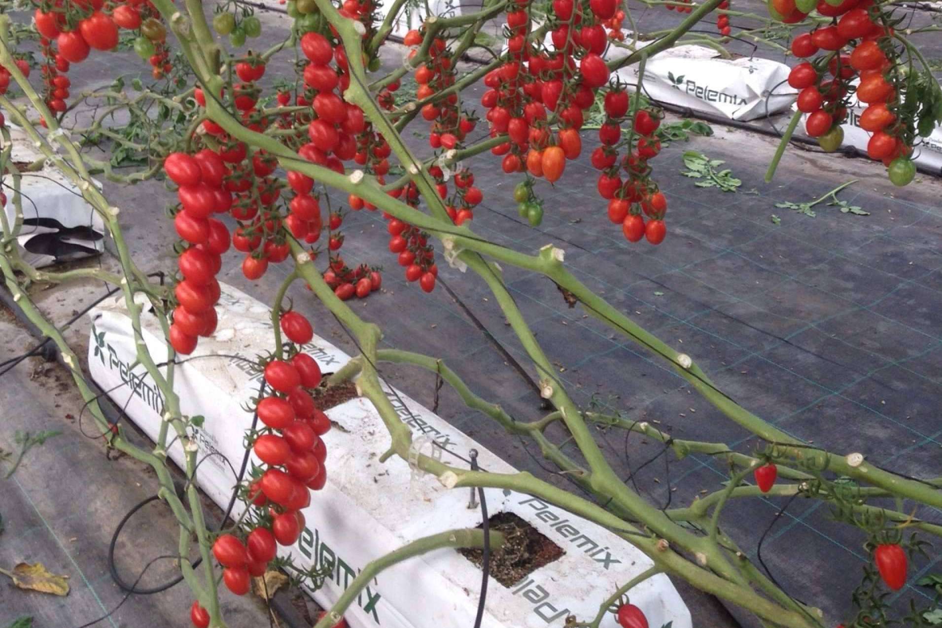 Pelemix y el cultivo de tomates