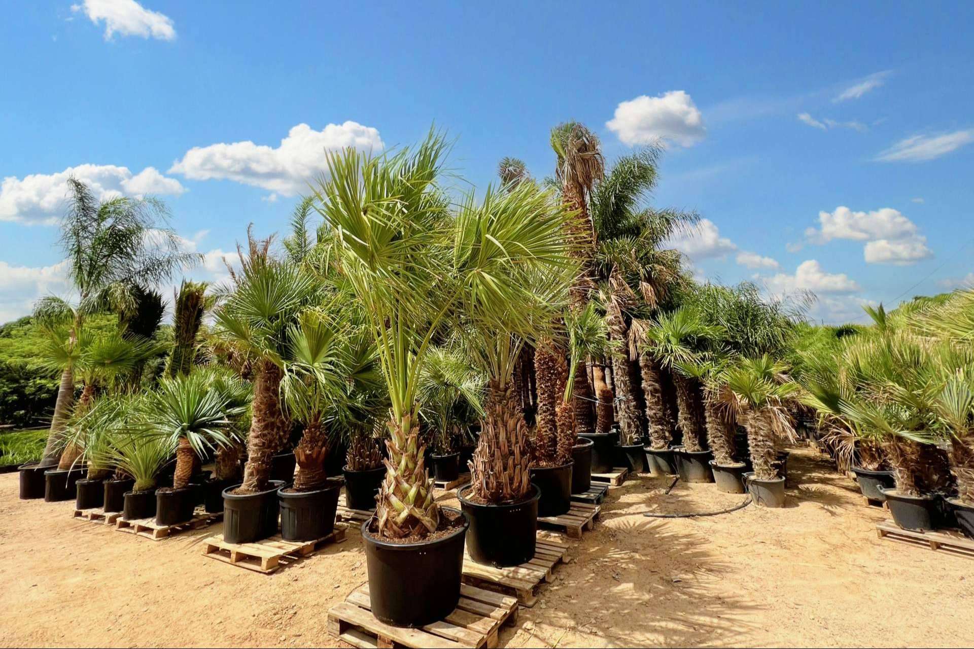 Tips para seleccionar palmeras para jardín, con Tropicalia Garden