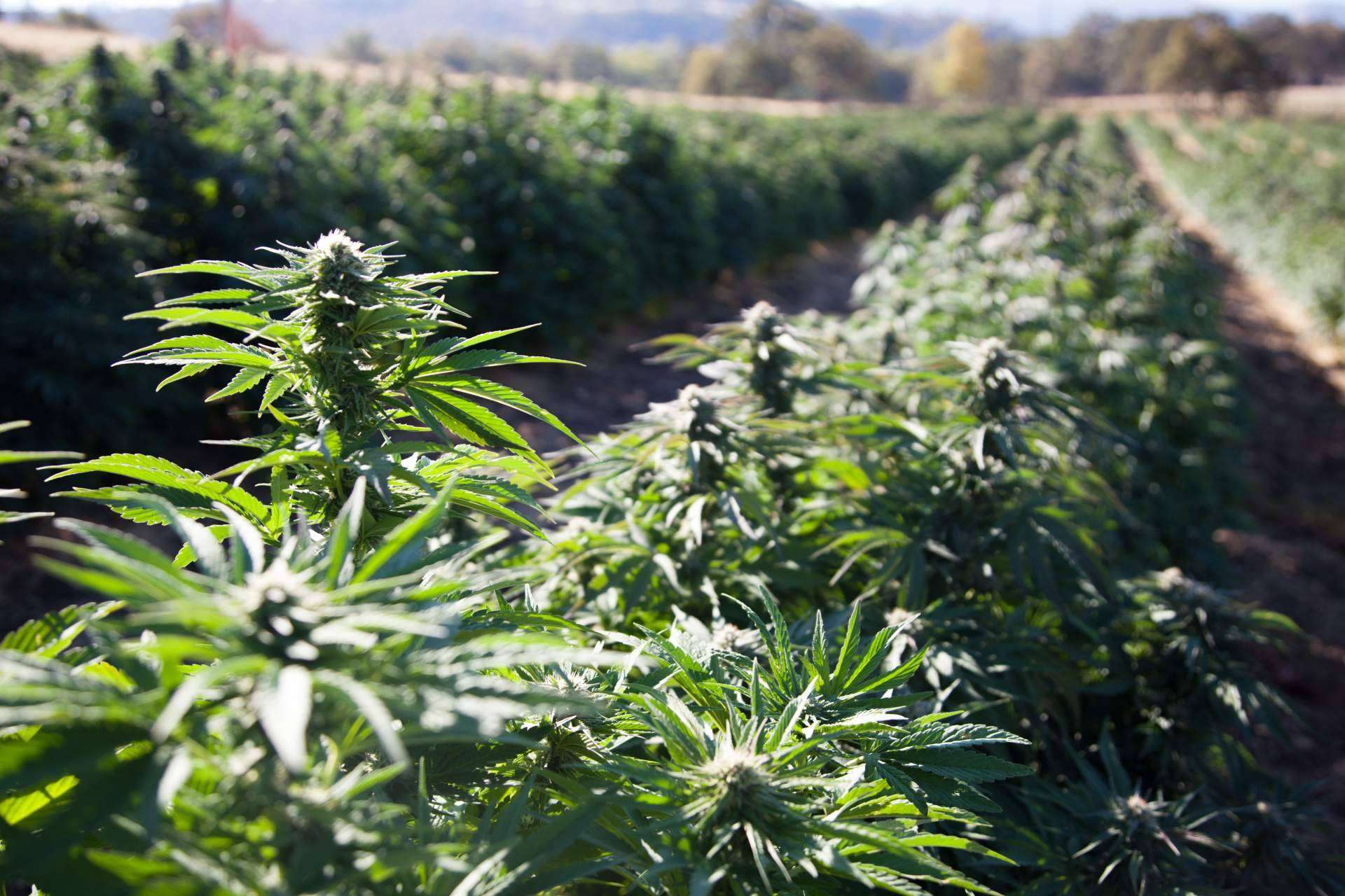 South Hemp apuesta por la sostenibilidad, el reciclaje y la biotecnología
