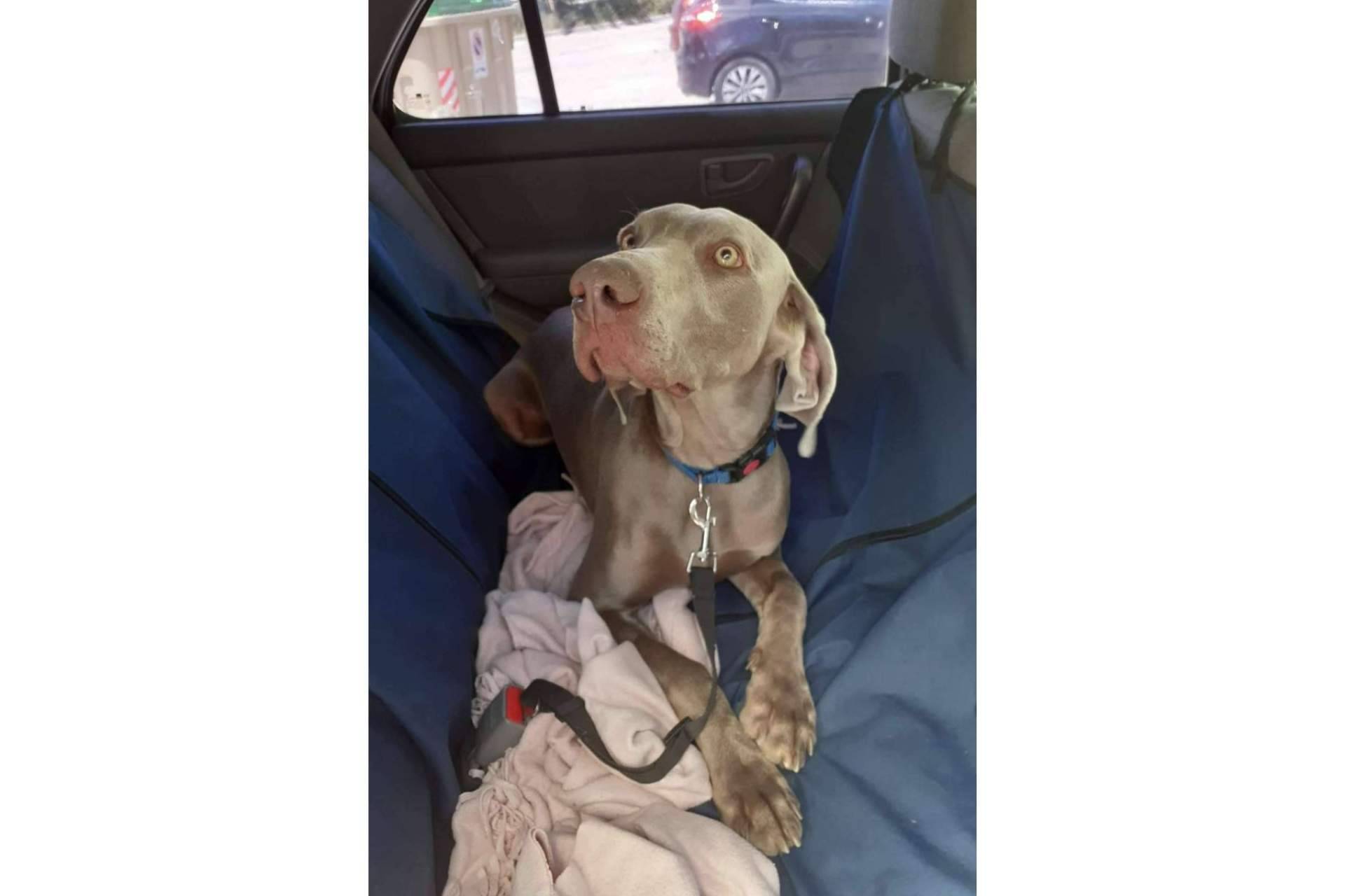 Transporte de mascotas, de la mano de Chofer Mascota