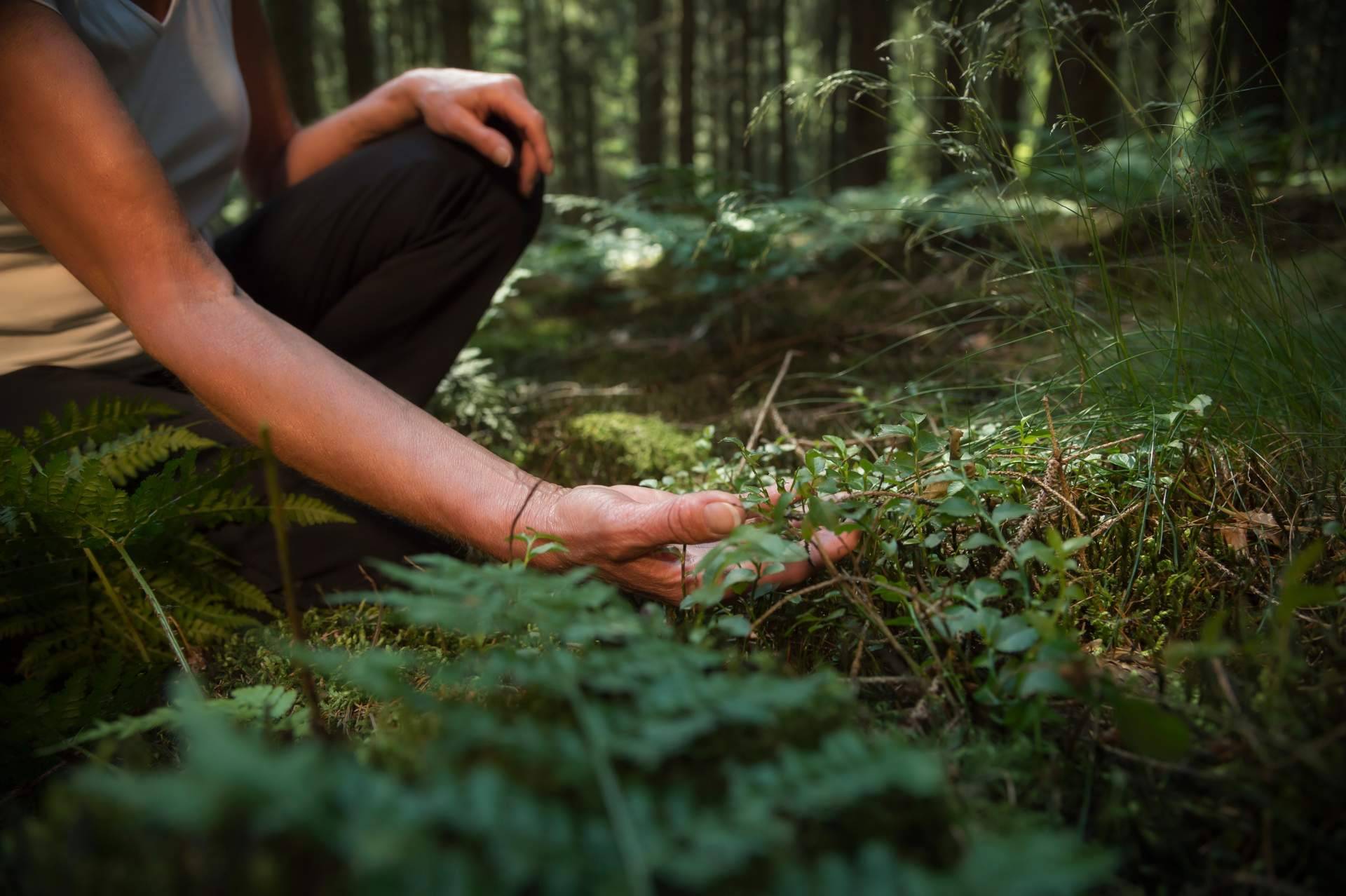 Baños de Bosque Madrid, una herramienta eficaz de salud y bienestar en el trabajo
