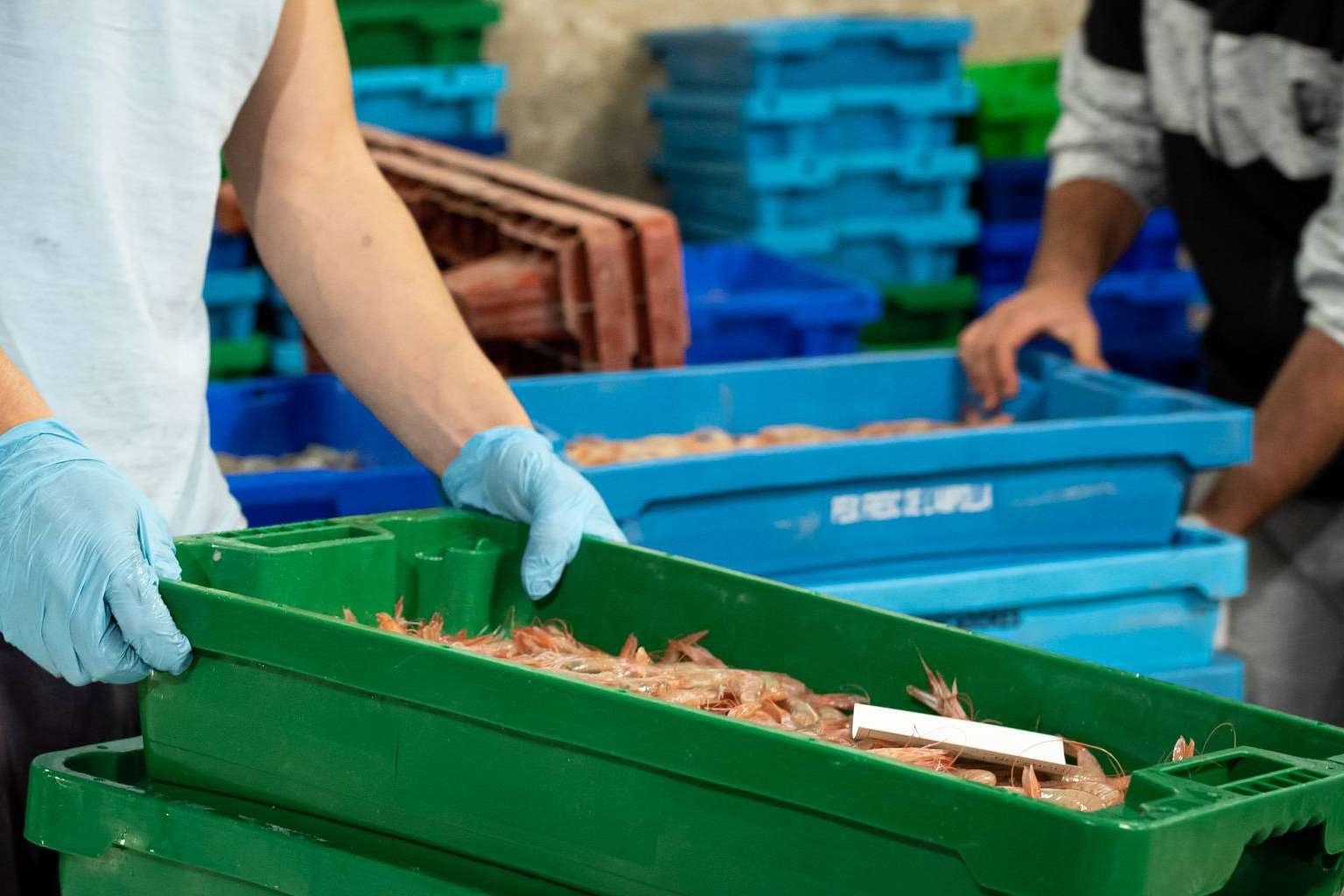 Los expertos de Lonja de Ayamonte entregan mariscos o pescado fresco en menos de 24 horas