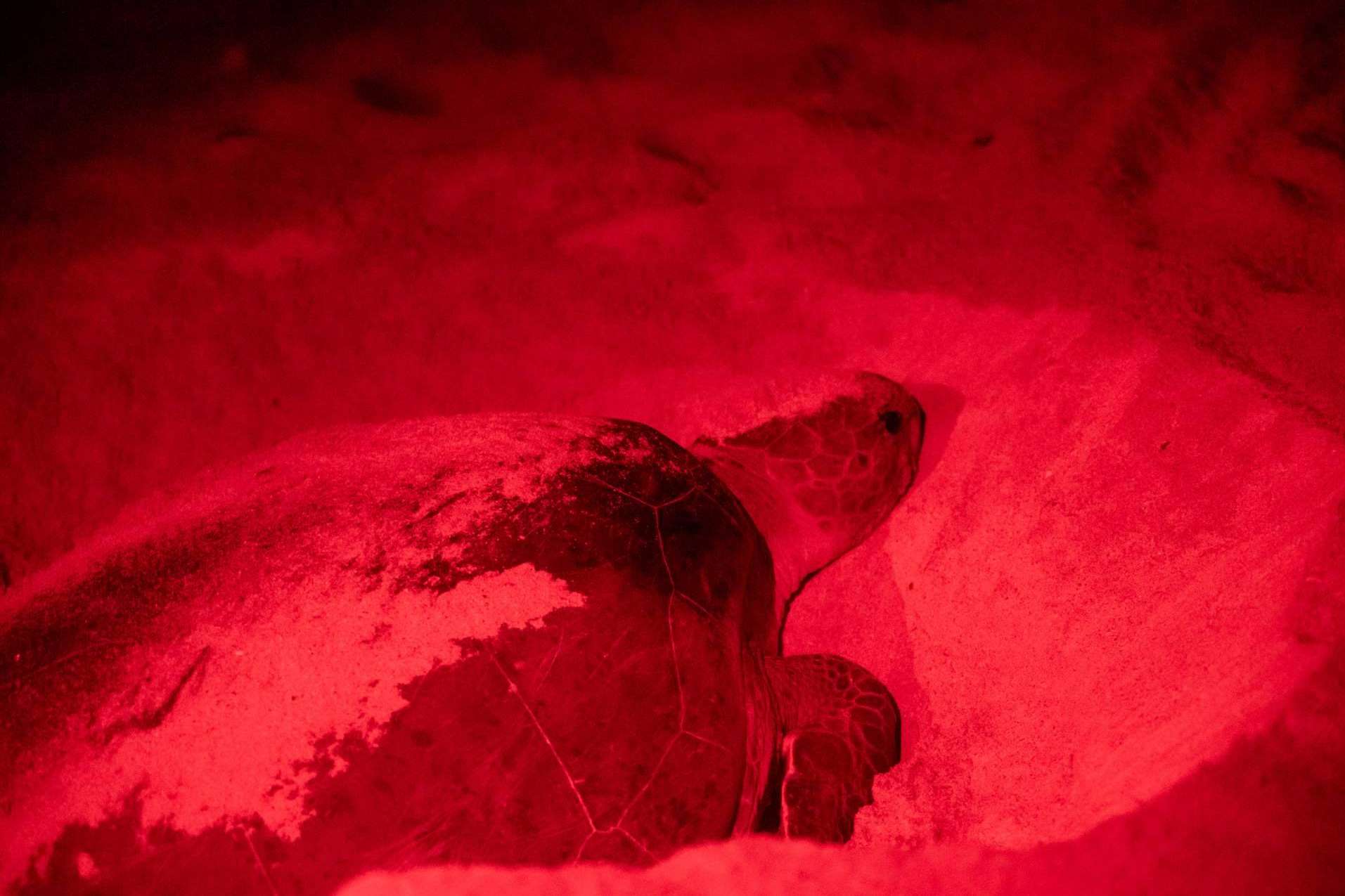 TheAfrican Experiences sobre la majestuosidad del Archipiélago de Bijagós en Guinea Bissau
