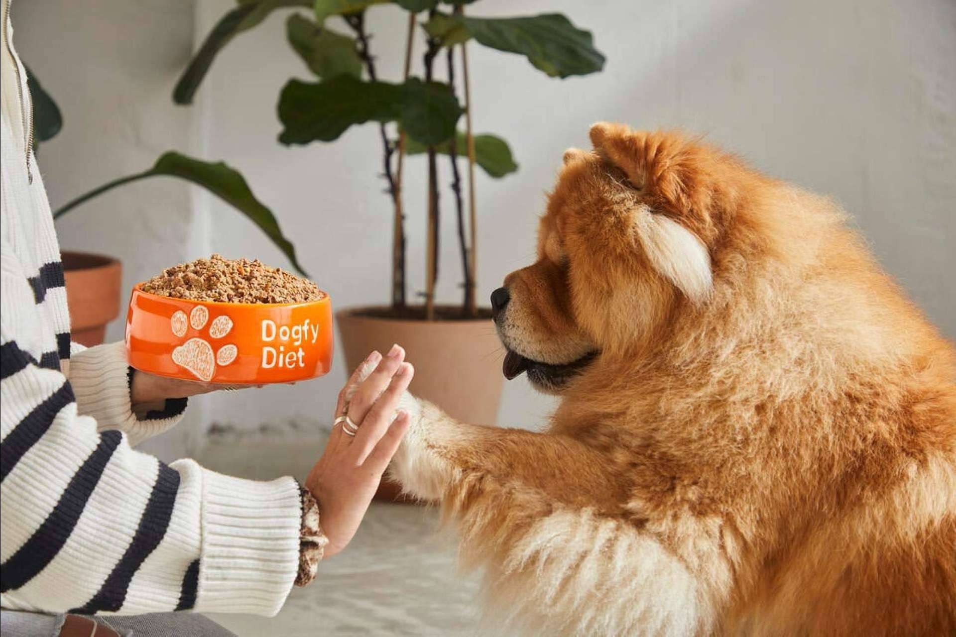 Dogfy Diet pone a disposición alimentación natural para perros elaborada por expertos