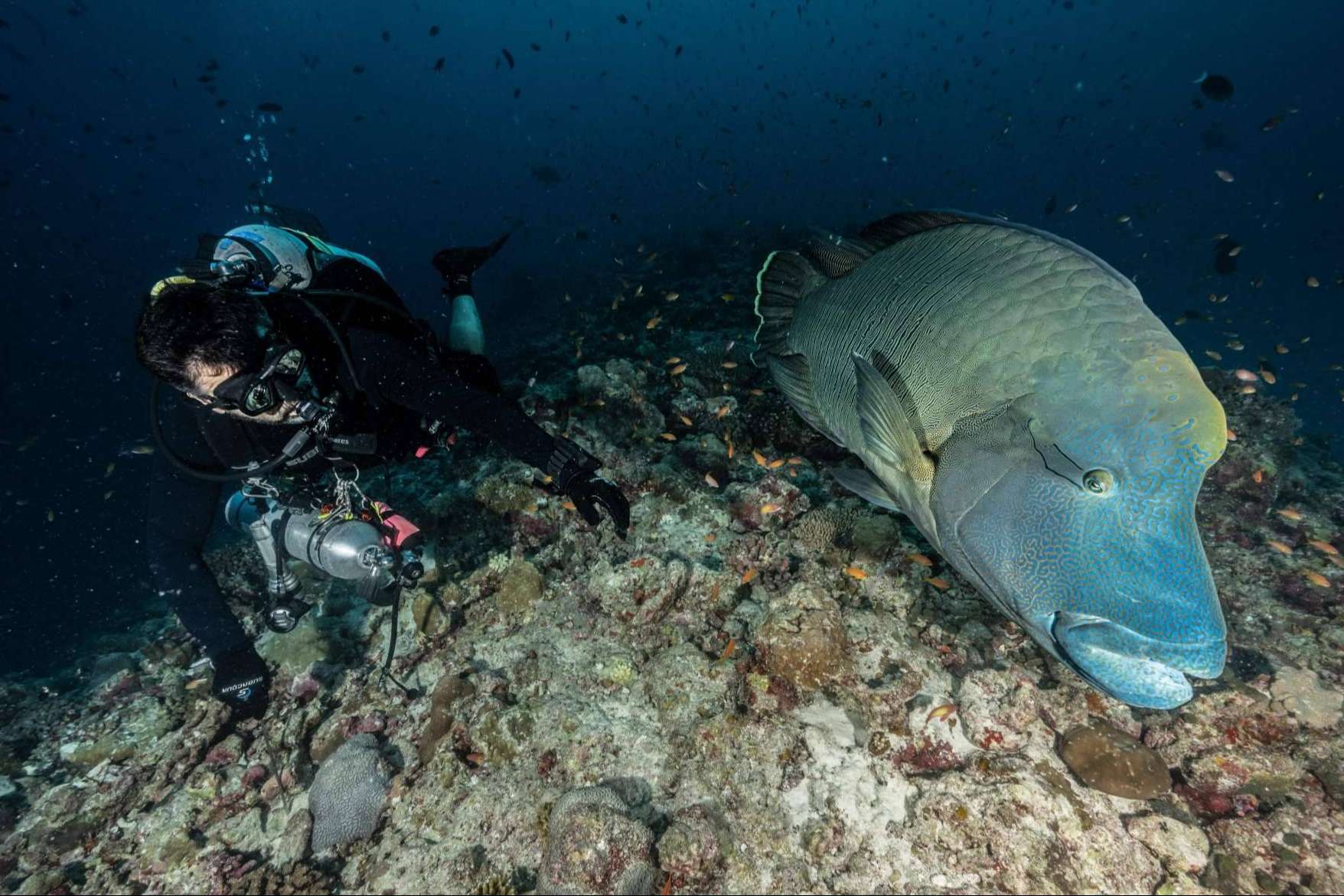 Scuba Finders, la innovadora startup que está revolucionando la forma de reservar experiencias de buceo