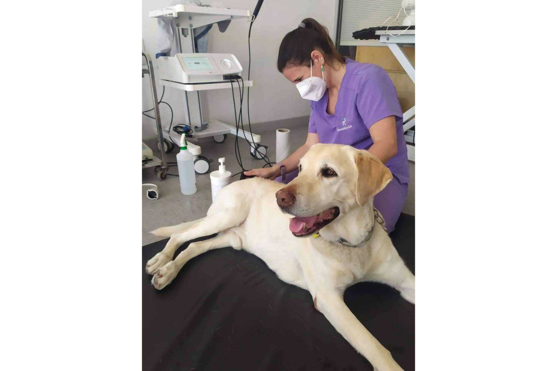 Ventajas de la radiofrecuencia INDIBA en el mundo veterinario, por Reanimalia