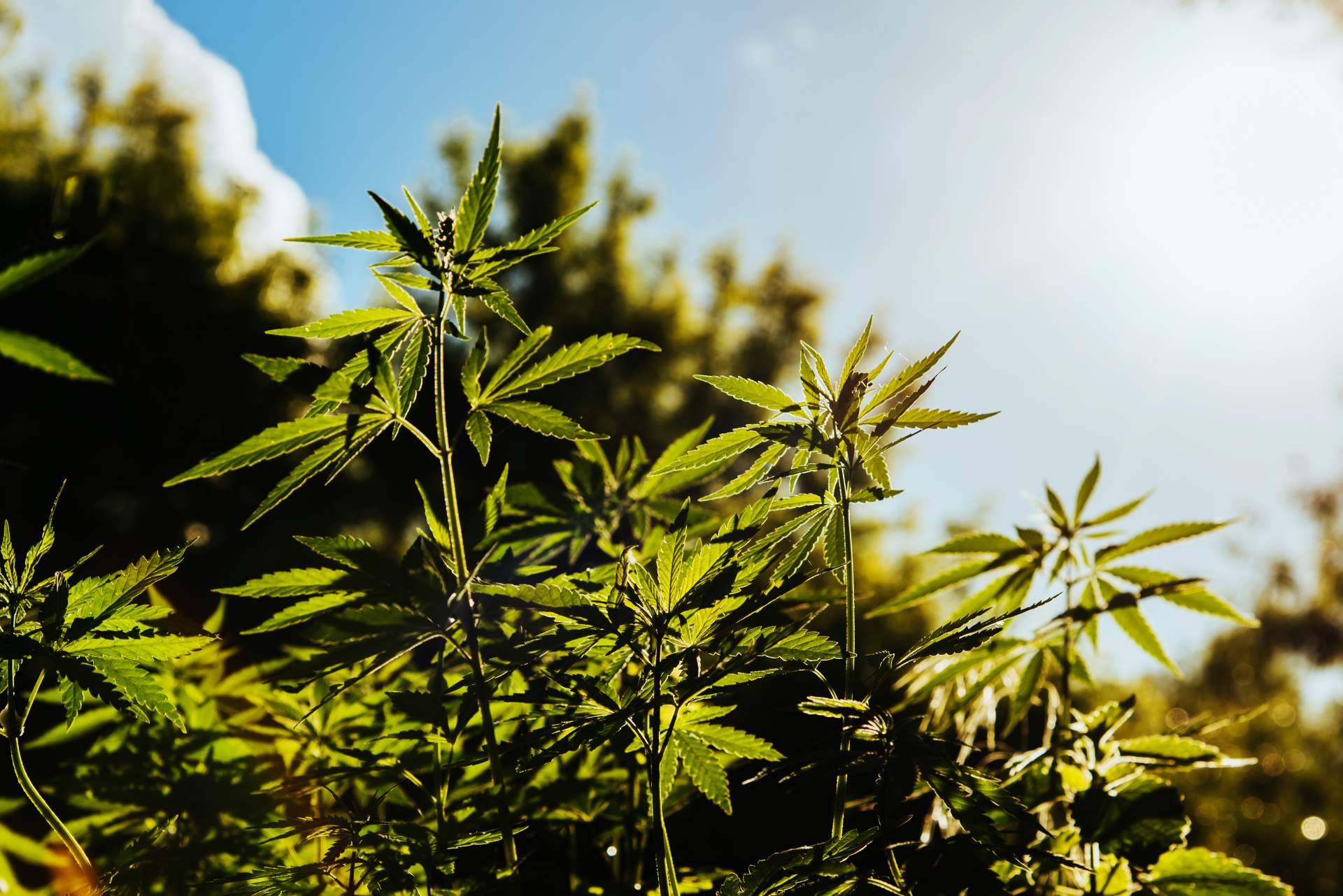 South Hemp se especializa en el desarrollo de nano-bio-aditivos de última generación
