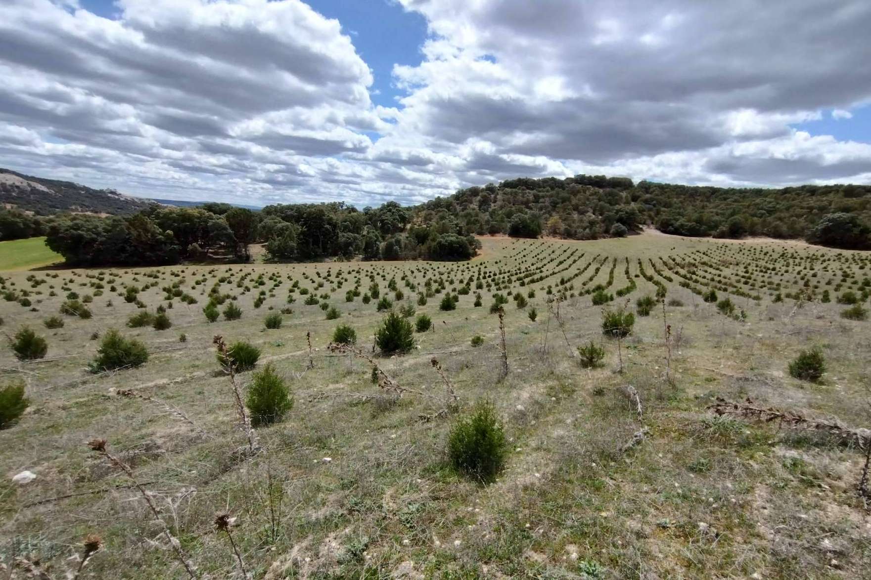 ¿A qué se debe la gran demanda de las ayudas para producciones forestales de alto valor en Castilla y León?