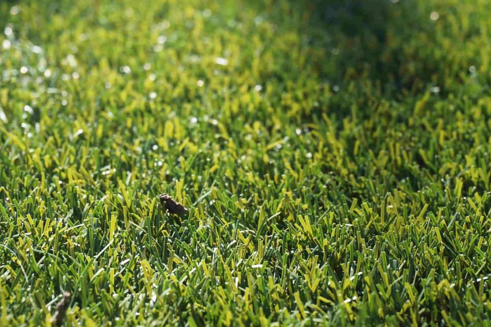 Césped artificial para un exterior perfecto con Albergrass