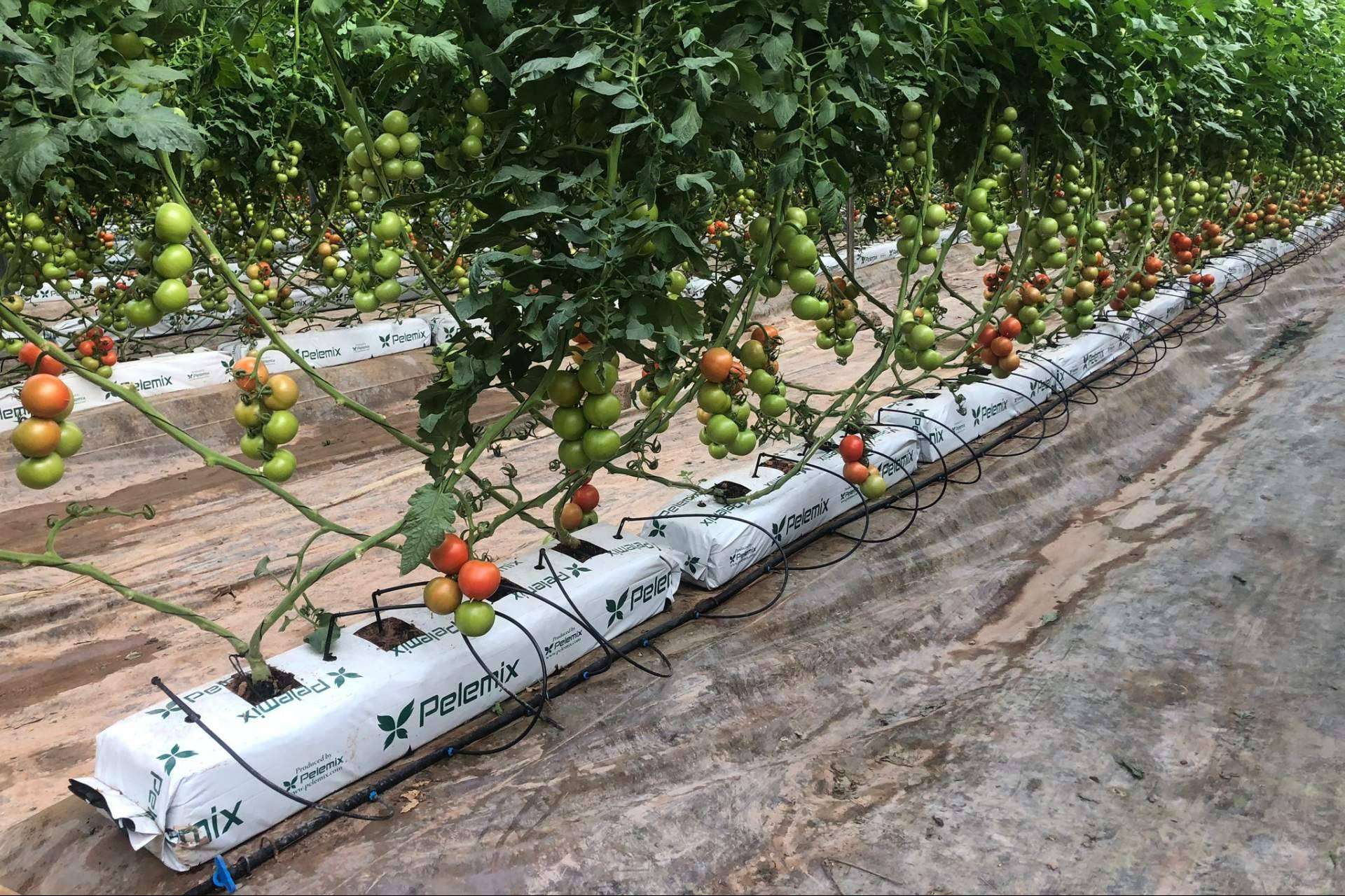 La agricultura del futuro más cerca con la empresa Pelemix