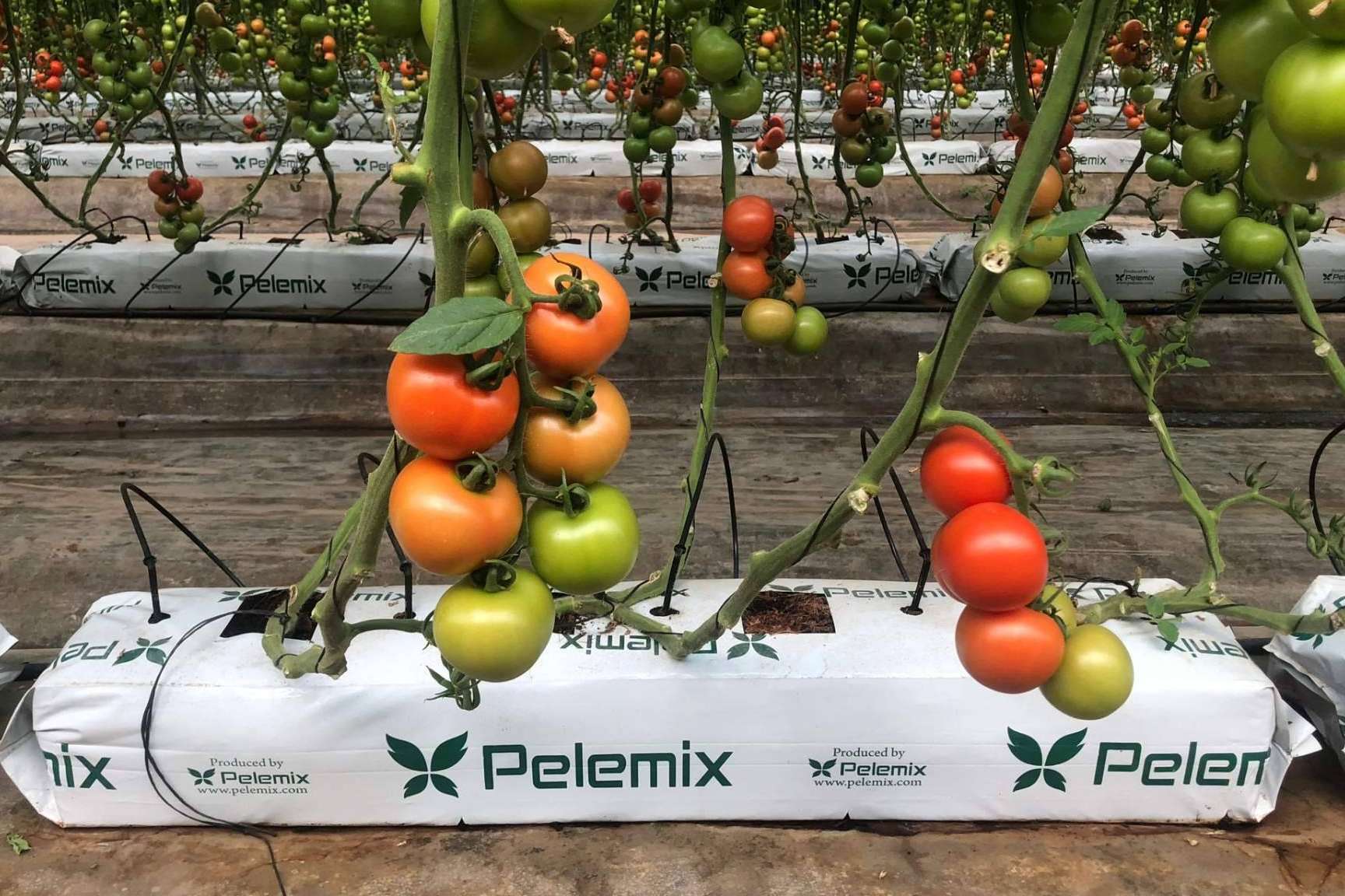 La revolución sostenible con las bolsas de cultivo de fibra de coco