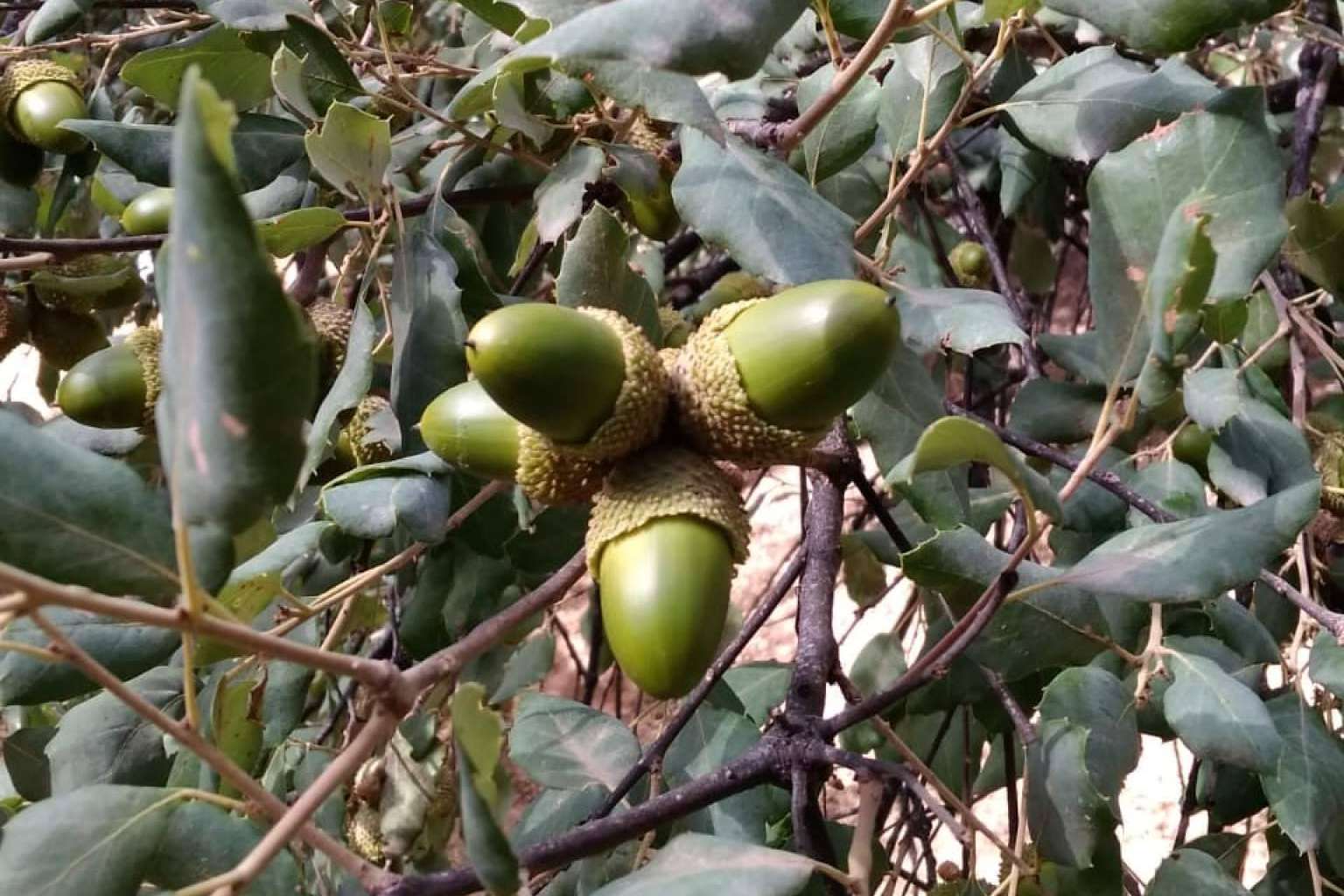 Finca Roncales, especialistas en productos ibéricos que garantizan calidad en todos sus productos