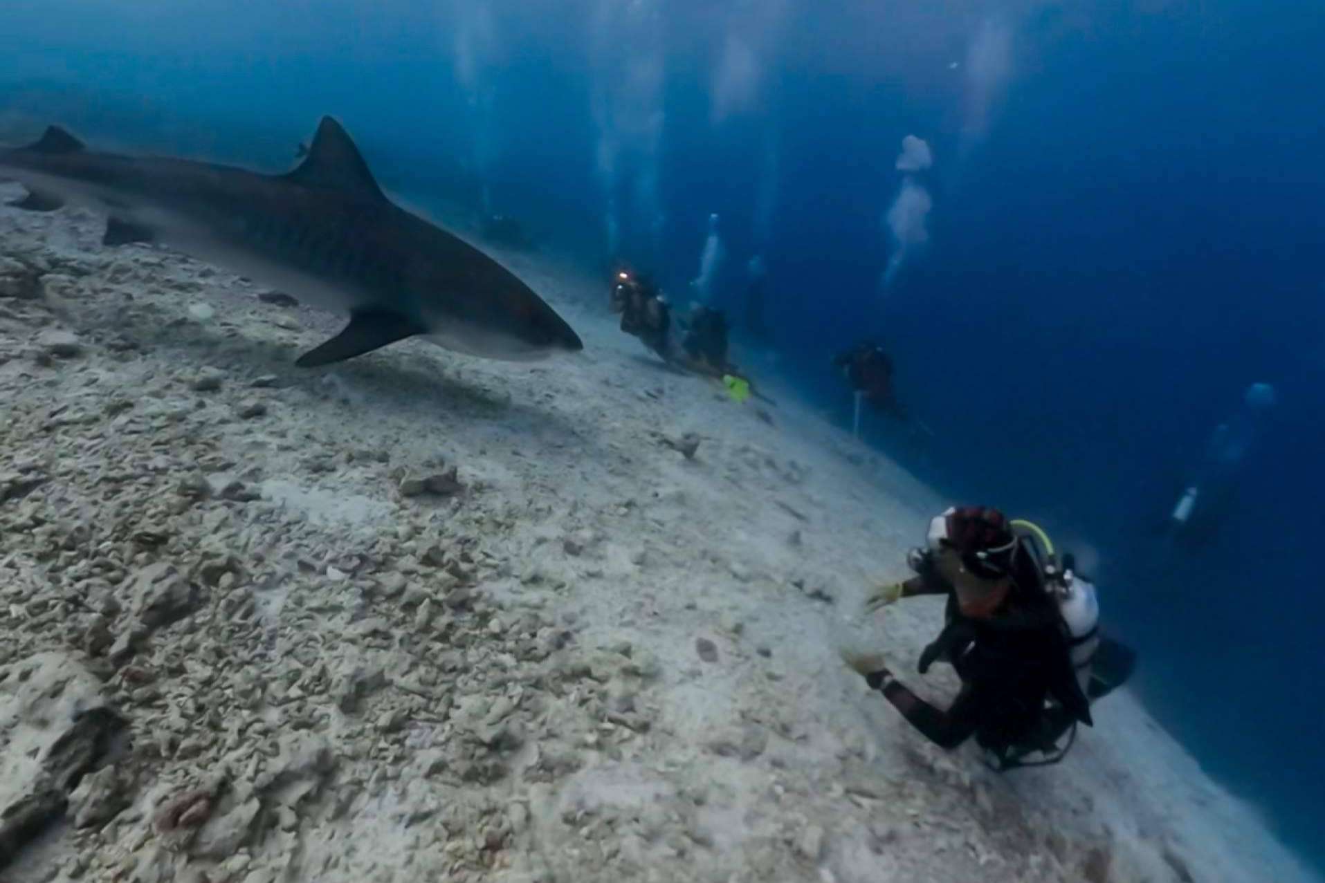 Inmersión submarina en la fauna marítima con Drop Dive Maldives