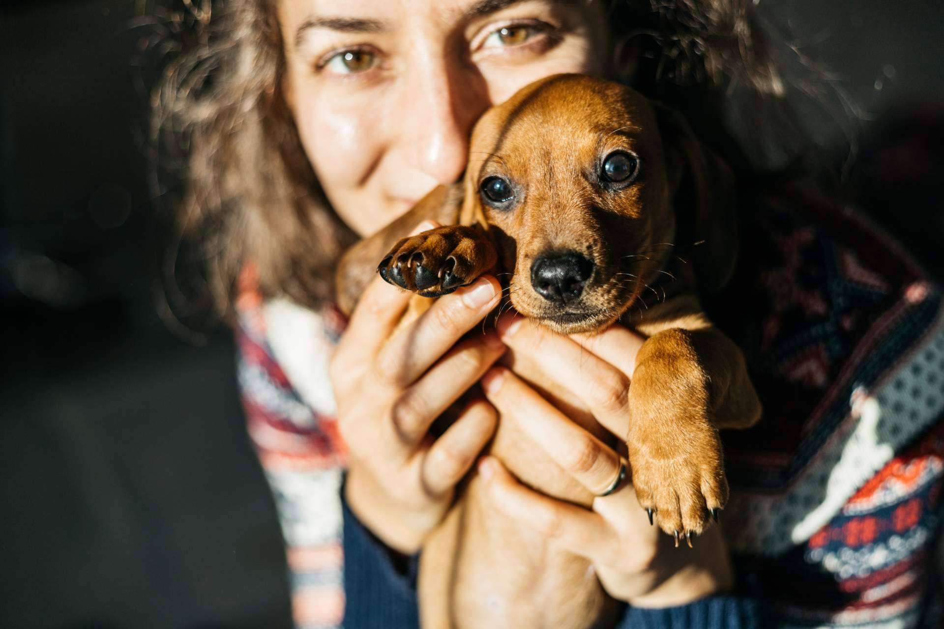 Mascotas Adopción, la web donde publicar y encontrar mascotas en adopción