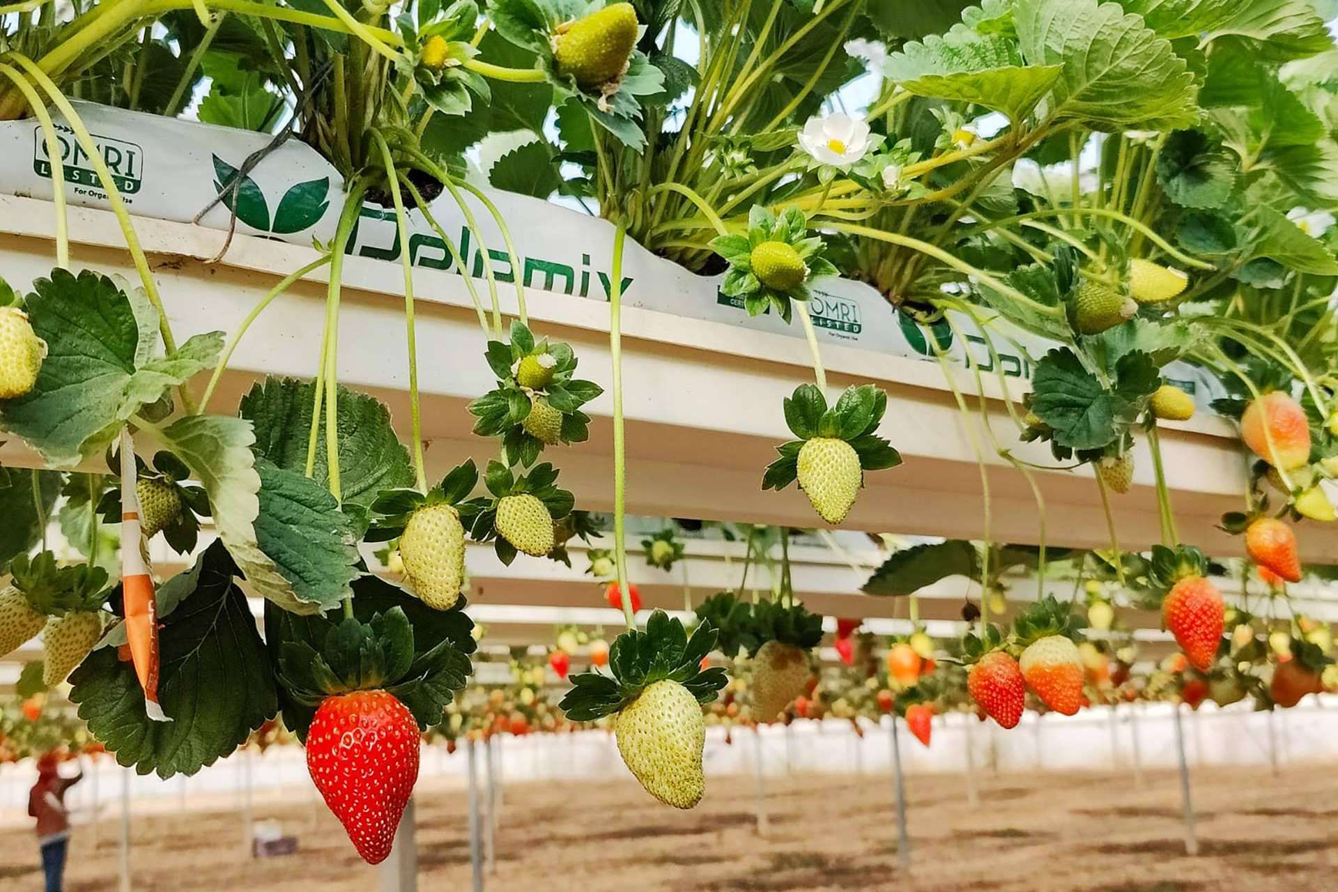 Pelemix se presenta como la alternativa eficiente, rentable y sostenible