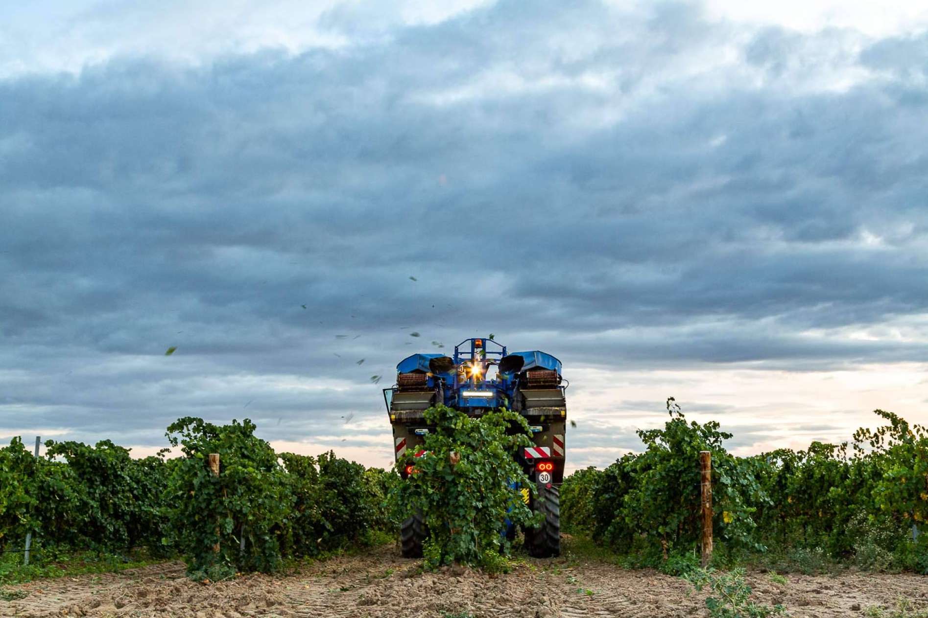 La vendimia nocturna de Bodegas Pandora en la DO Rueda, una experiencia innovadora