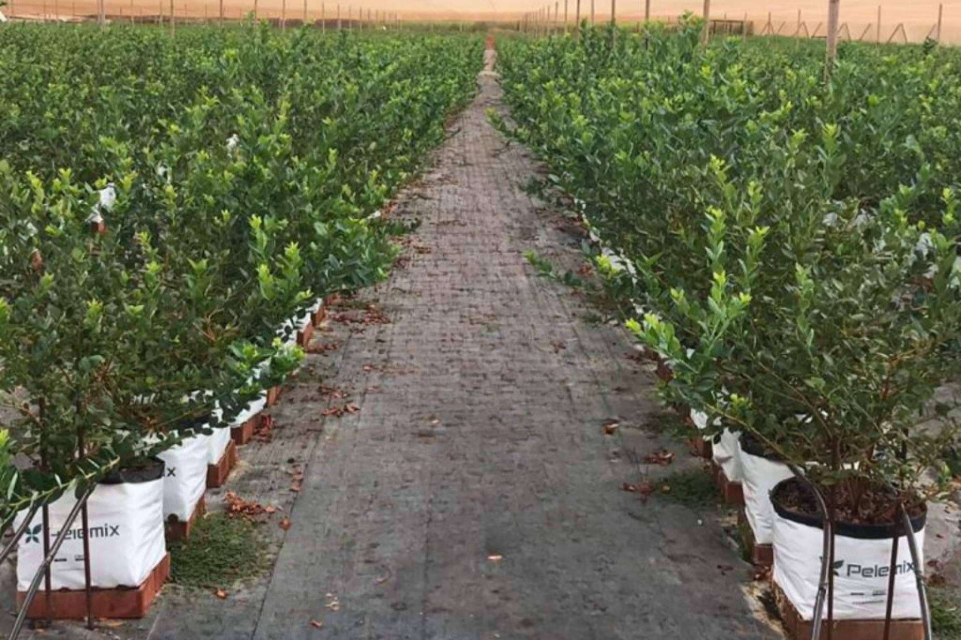 Pelemix impulsa el rendimiento sostenible del cultivo de arándanos con soluciones de sustrato de coco de alta calidad