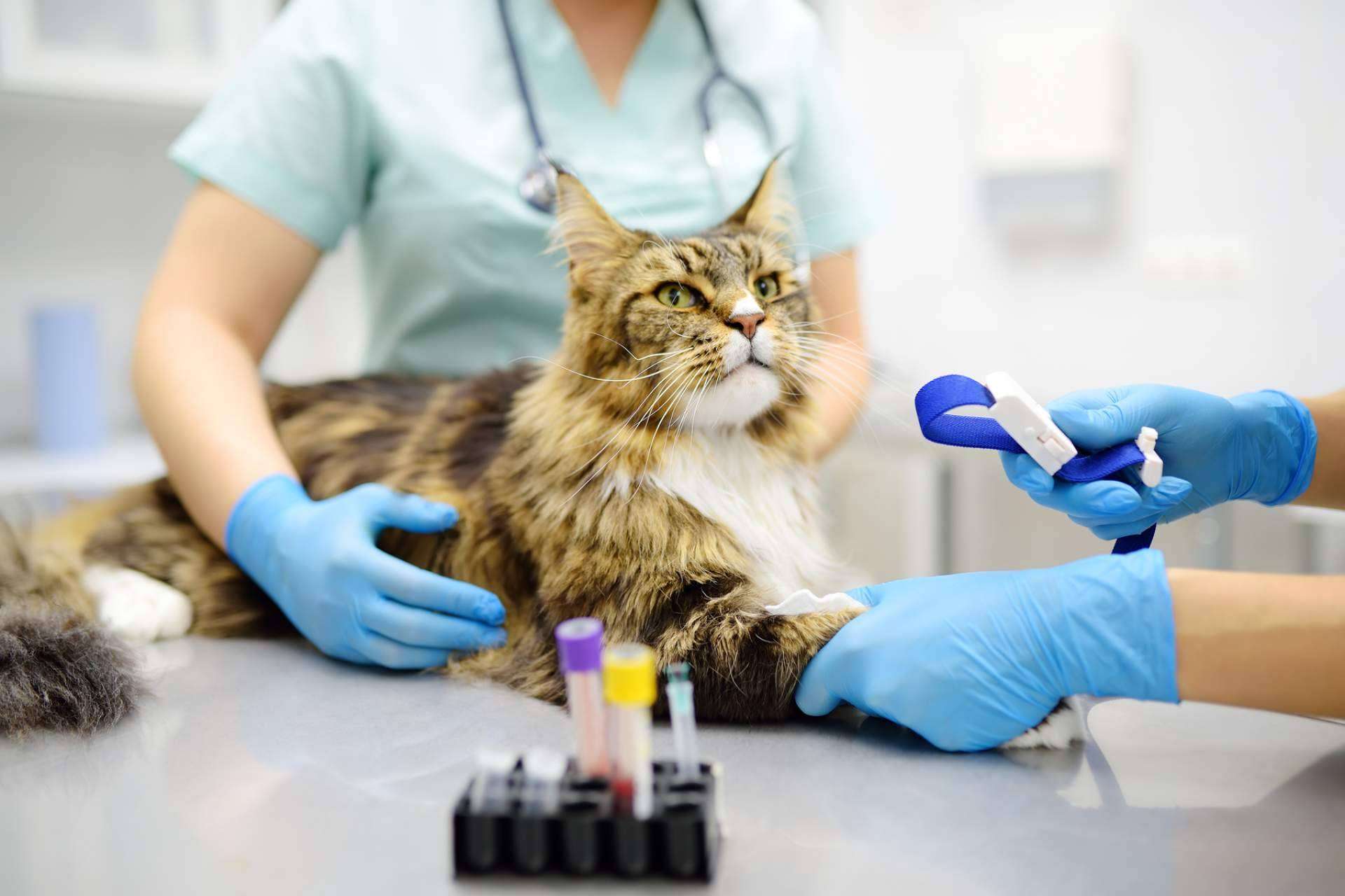 Cursos de animales para el desarrollo profesional en el sector