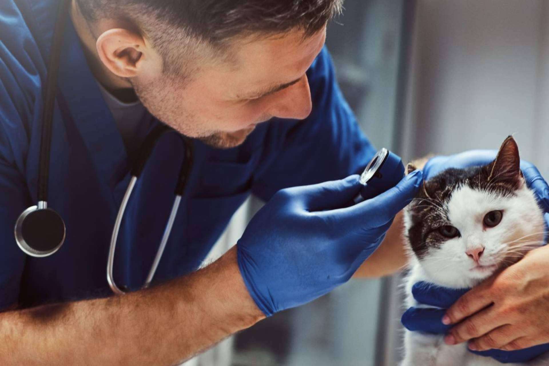 Regalar un curso de veterinaria estas fiestas, una apuesta por el amor y cuidado de los animales