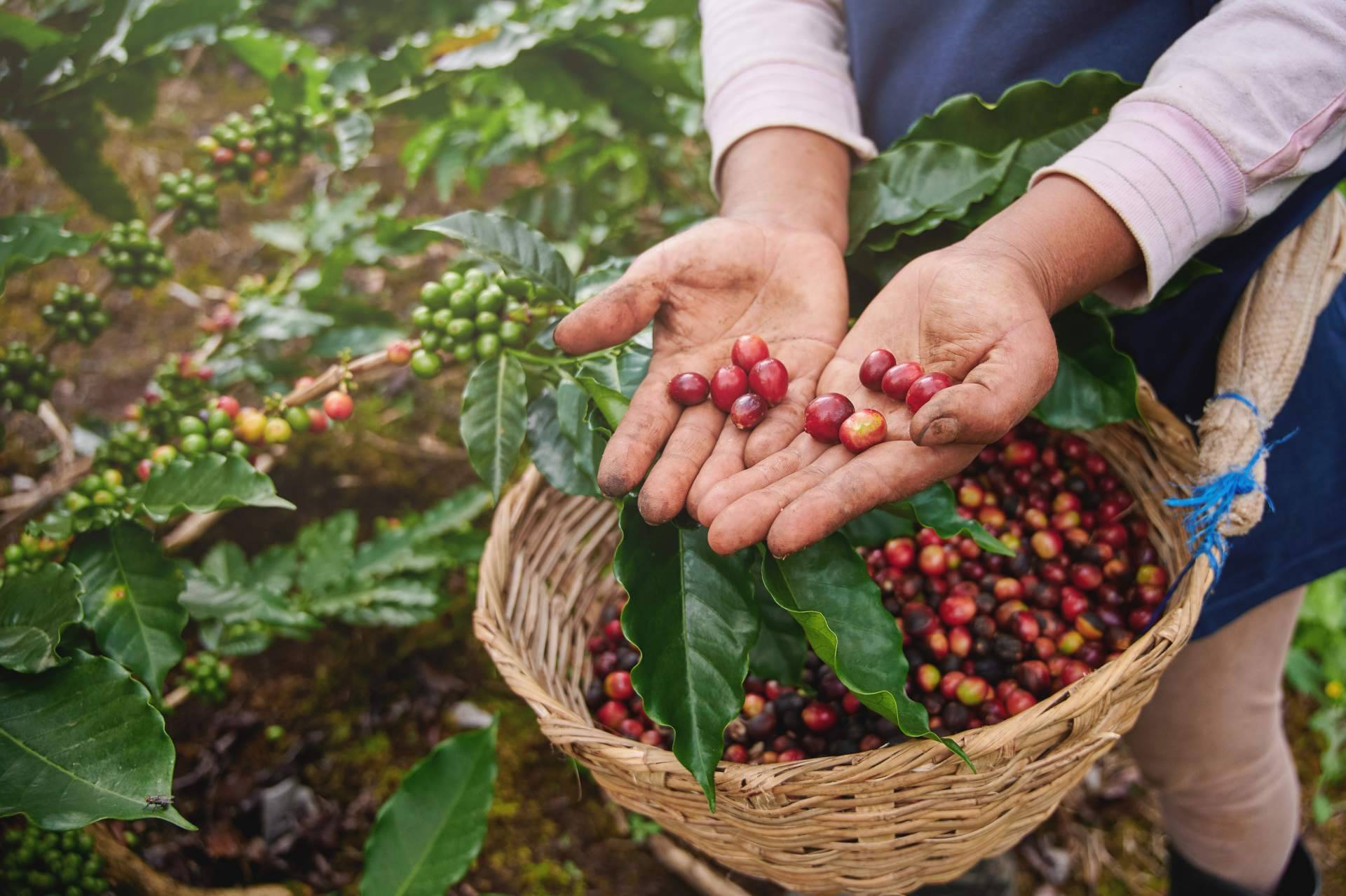El café de la finca a la taza, CAFEPARACASA transforma el café en casa con granos de especialidad