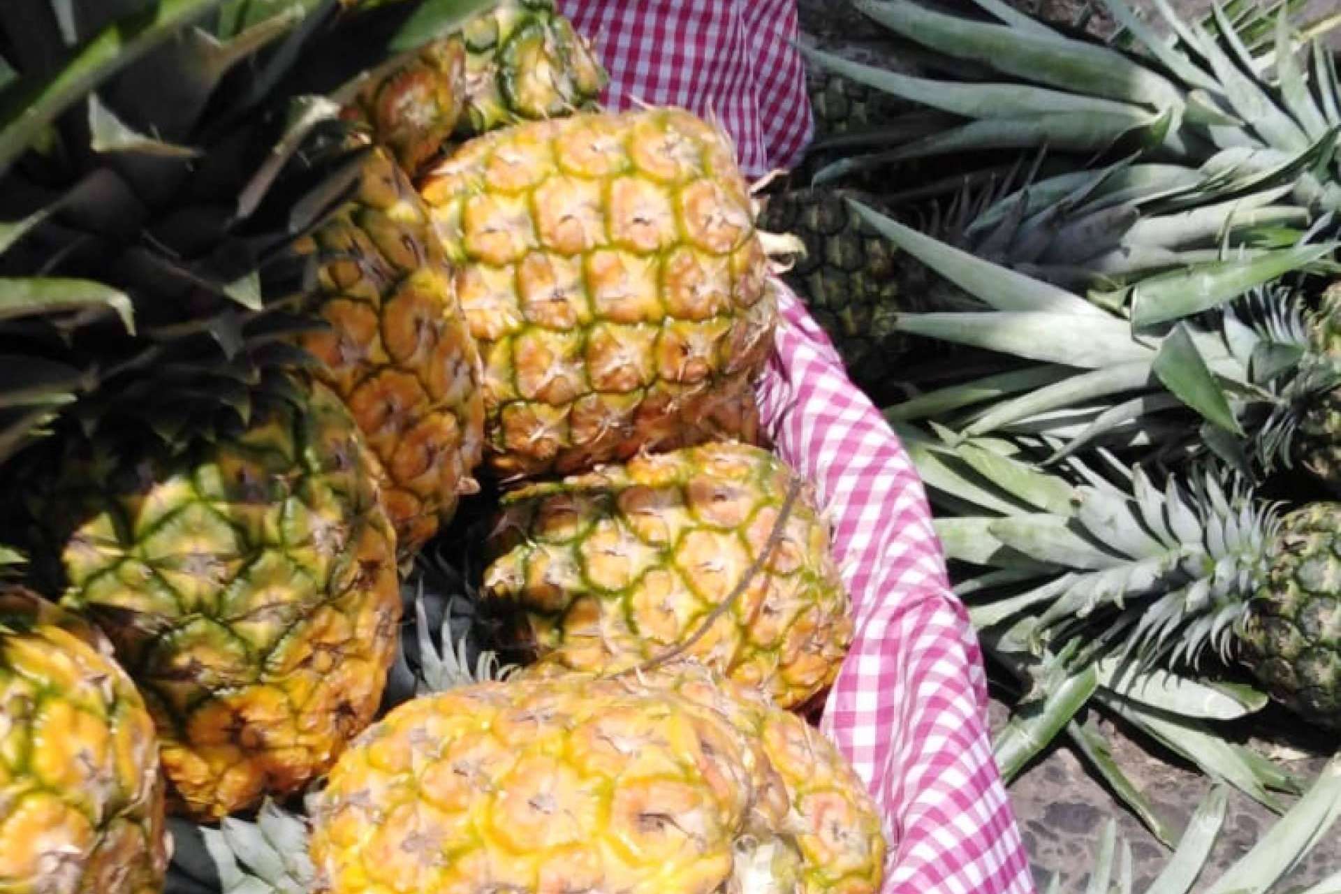 La compra de productos naturales se moderniza con la nueva plataforma digital Mercado La Terminal Online