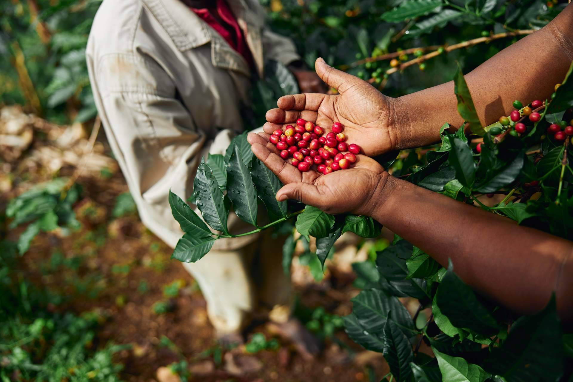 Fresh OCS impulsa el bienestar corporativo con su servicio de café para oficina de especialidad