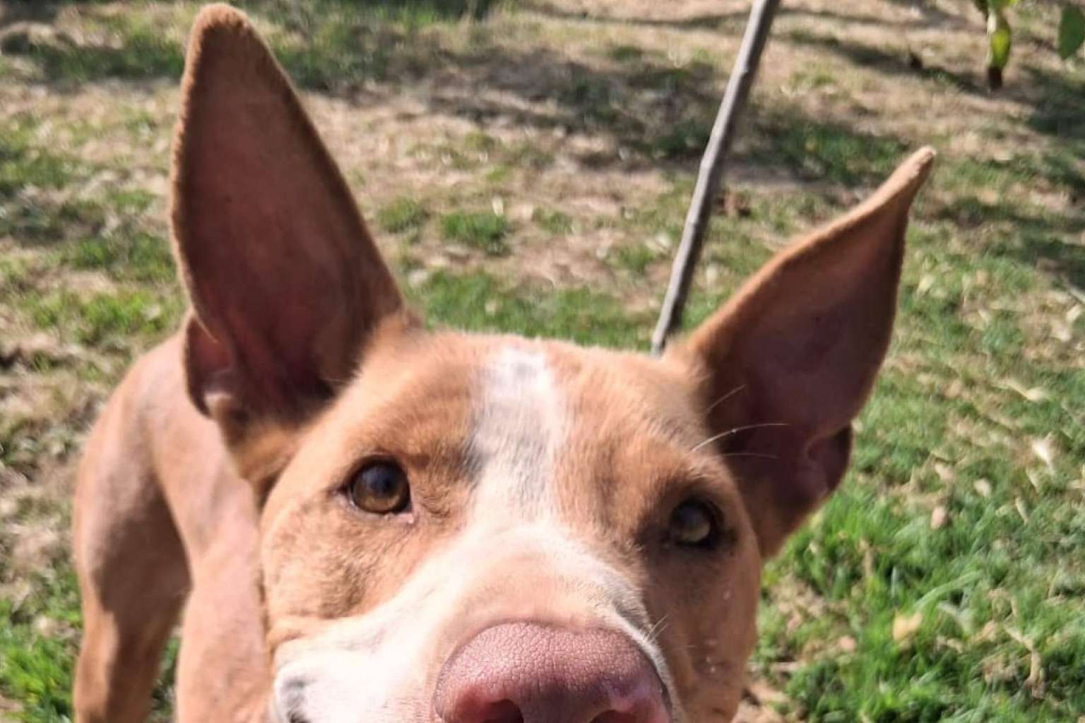 SOS Salvando Vidas rescata y protege perros en situación crítica hasta encontrarles un hogar