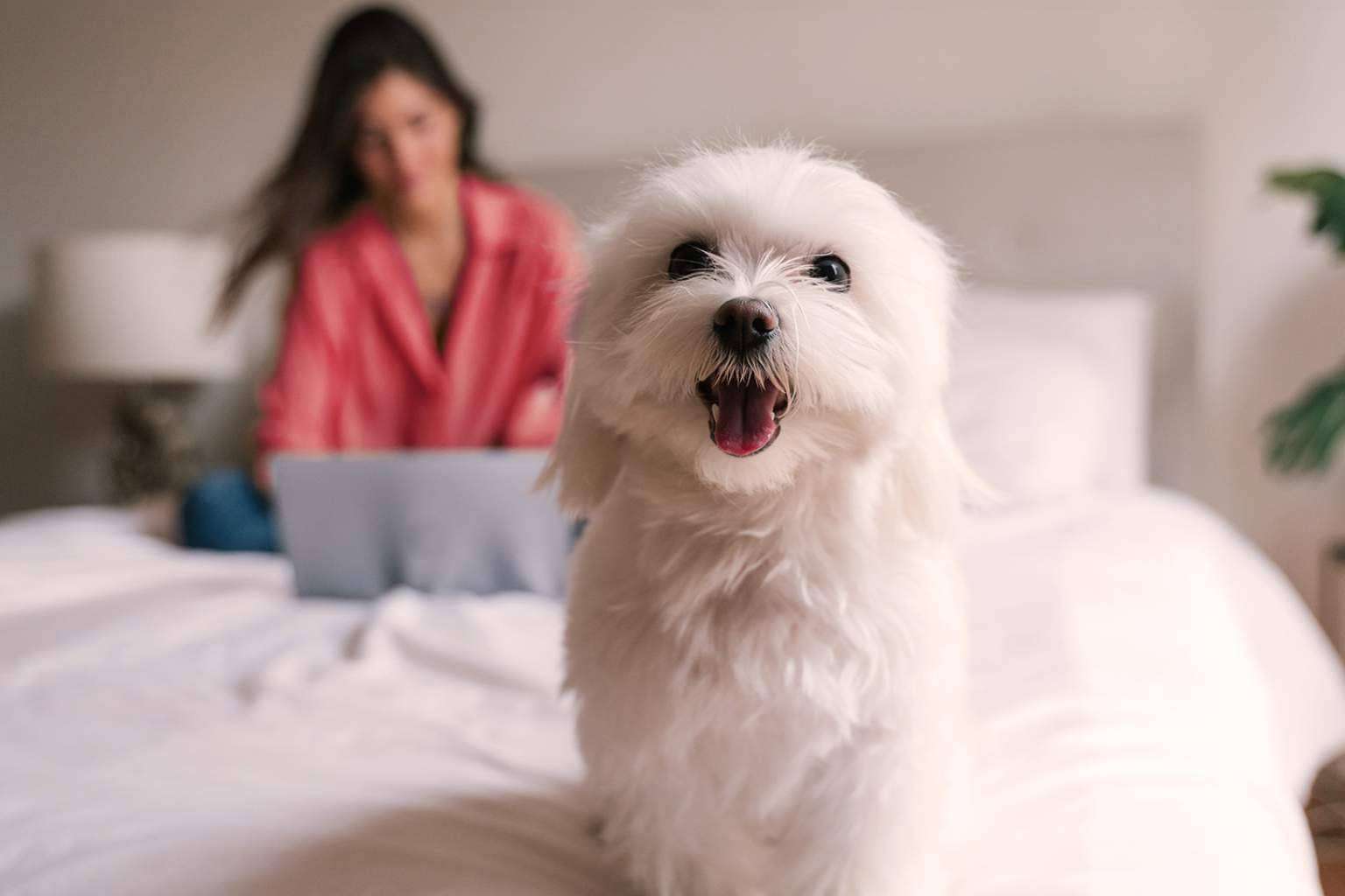 Cómo proteger a cada mascota con el seguro de Línea Directa