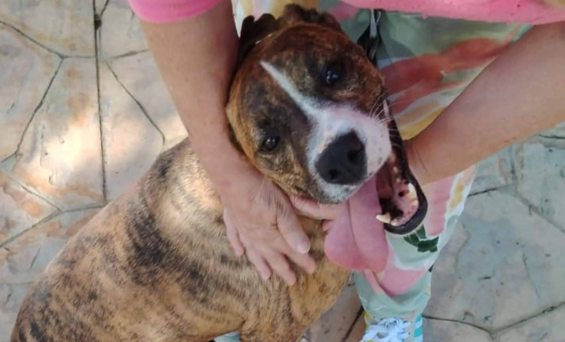 Adoptar perros sin prejuicios de raza, el objetivo de las campañas de SOS Salvando Vidas España