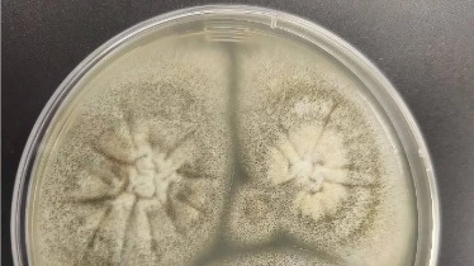 Innovación en conservación; Bgestión analiza patógenos fúngicos en 150.000 volúmenes